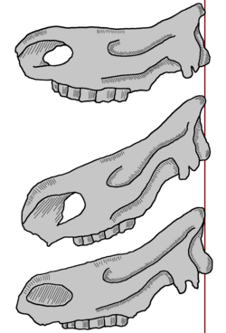 Skulls from top to bottom. Merck's rhinoceros S. kirchbergensis, the narrow-nosed rhinoceros S. hemitoechus and the woolly rhinoceros, showing the difference in head angle