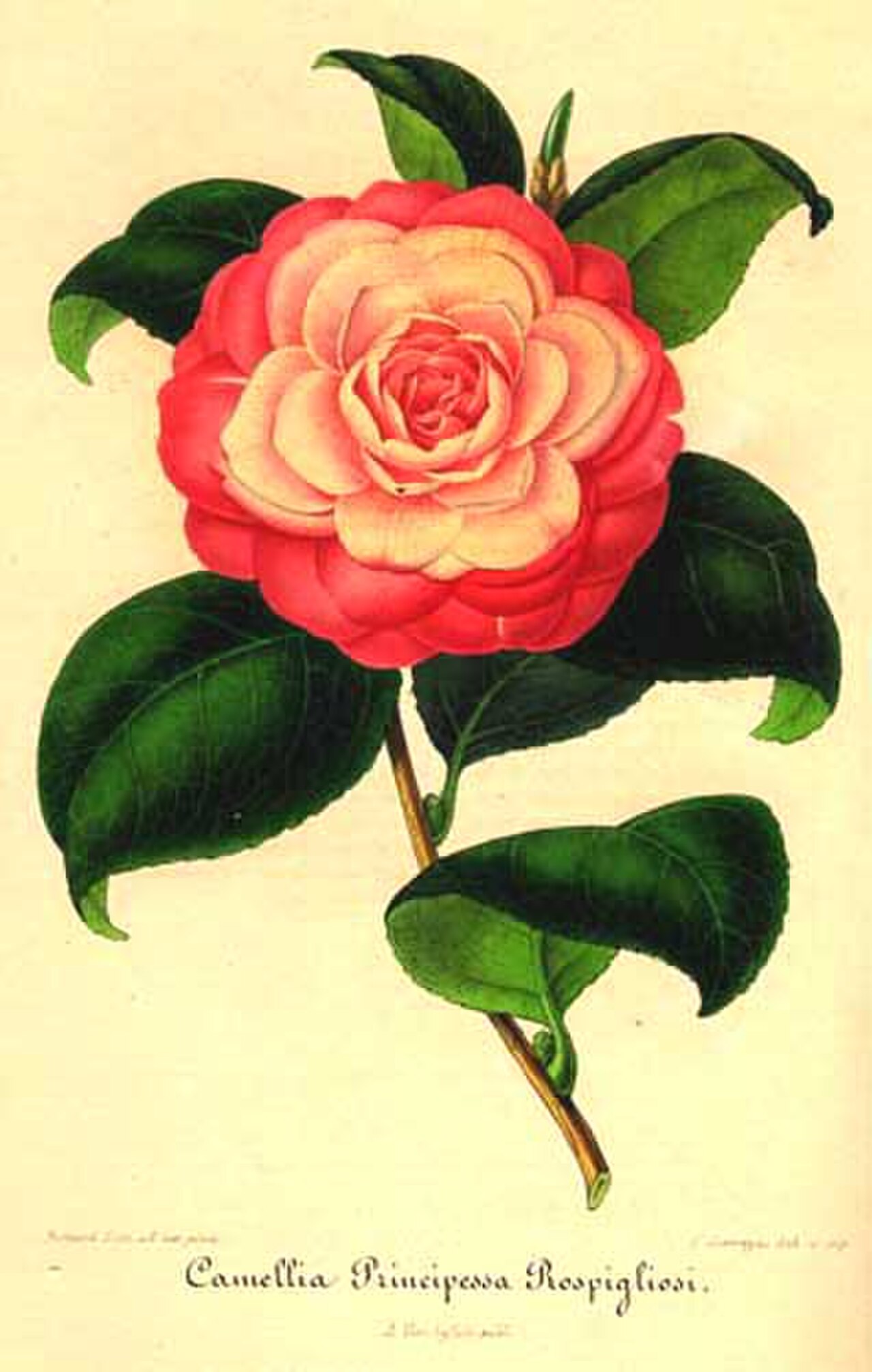 Camellia Principessa Rospigliosi from Nouvelle iconographie des camellias by Ambroise Alexandre Verschaffelt.jpg