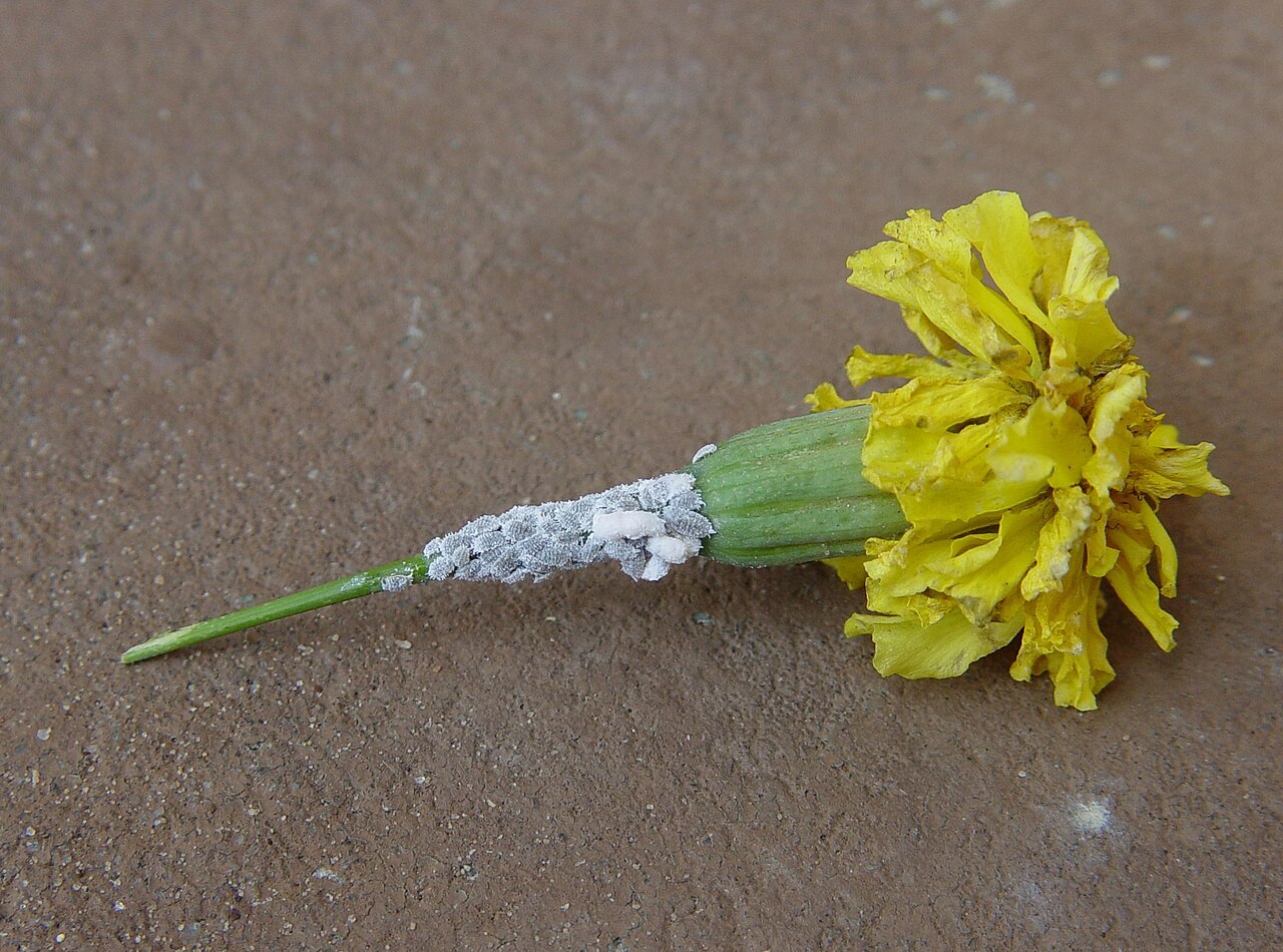 Planococcus citri on tagetes.jpg