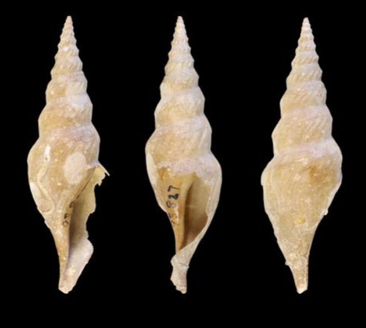 Xanthodaphne sofia 002.jpg