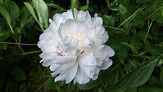 Paeonia lactiflora