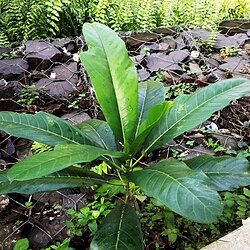 Juvenile foliage with lobed blades