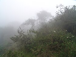 Fog blankets a slope with shrubs, grasses and some scraggly trees