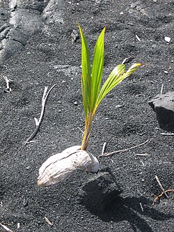 Seed germinating in sand, Hawaii