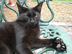 A black cat sitting on a garden chair. Its left front paw faces up, displaying its seven toes.