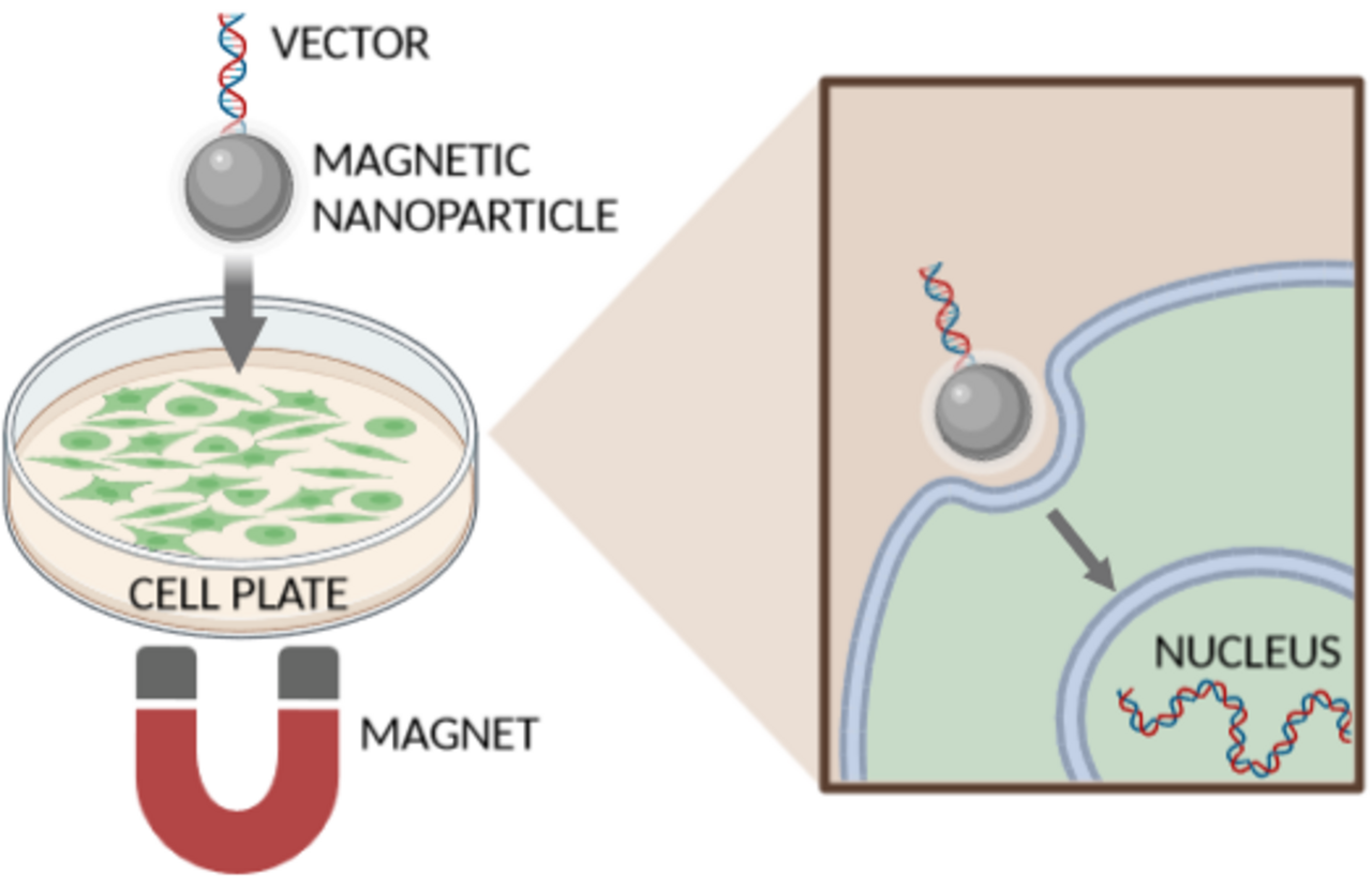 Magnetofection with labels.png