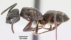 A side view of the body of T. sessile. It shows that the gaster part of the abdomen is directly above the ant's petiole.