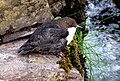 At Brandon Creek, County Kerry, Ireland