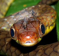 Feeding on a snake