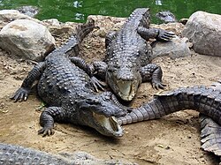 Mugger crocodile Crocodylus palustris