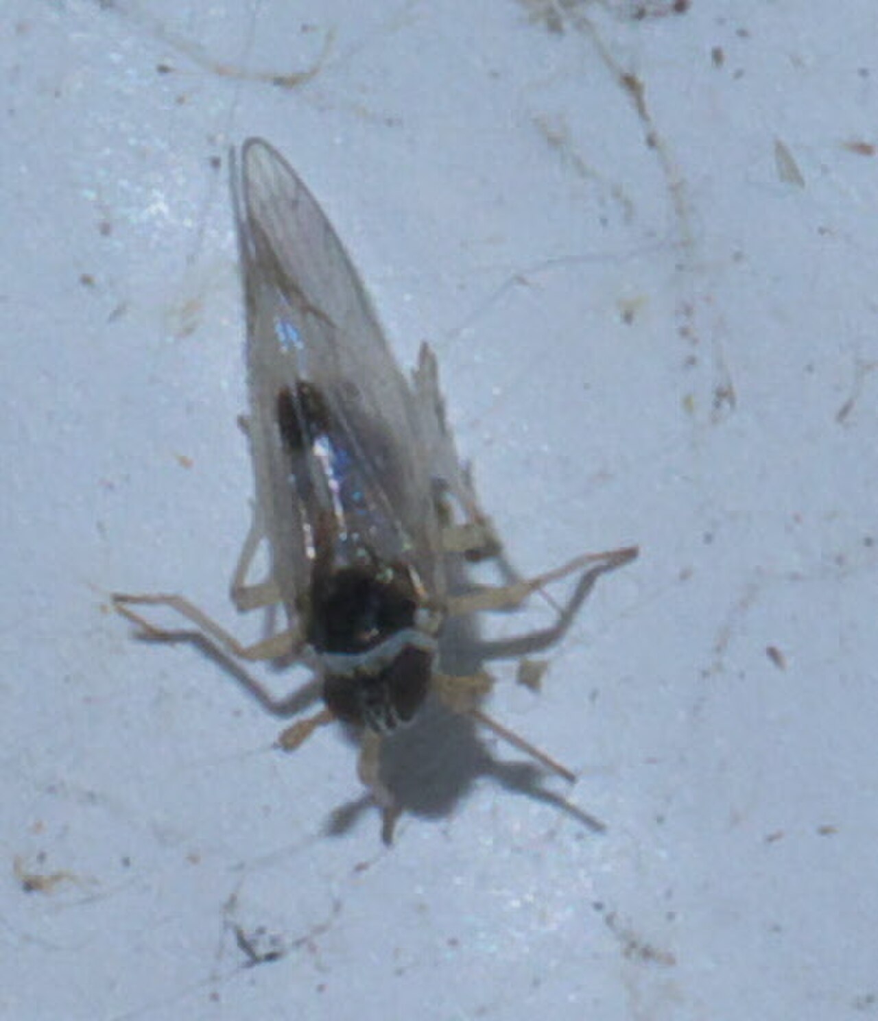 Delphacodes puella P1290538b.jpg