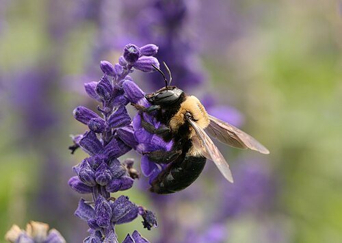 X. virginica in the United States