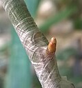 5 days later, the bud shoots through the parafilm protection