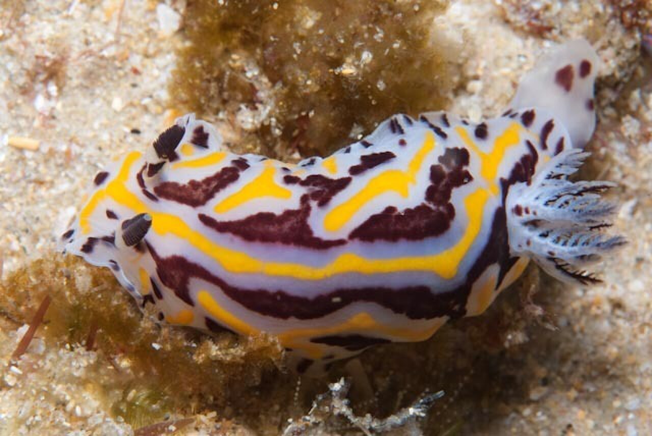 Halgerda dichromis.jpg