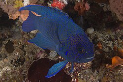 Western blue devil in 20m of water