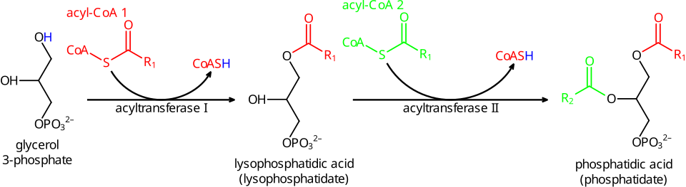 Phosphatidic acid synthesis