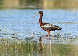 Glossy ibis
