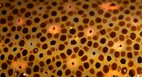 Controllable chromatophores of different colours in the skin of a squid allow it to change its coloration and patterns rapidly, whether for camouflage or signalling.