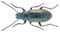 Nephodinus metallescens