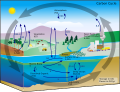 Carbon cycle