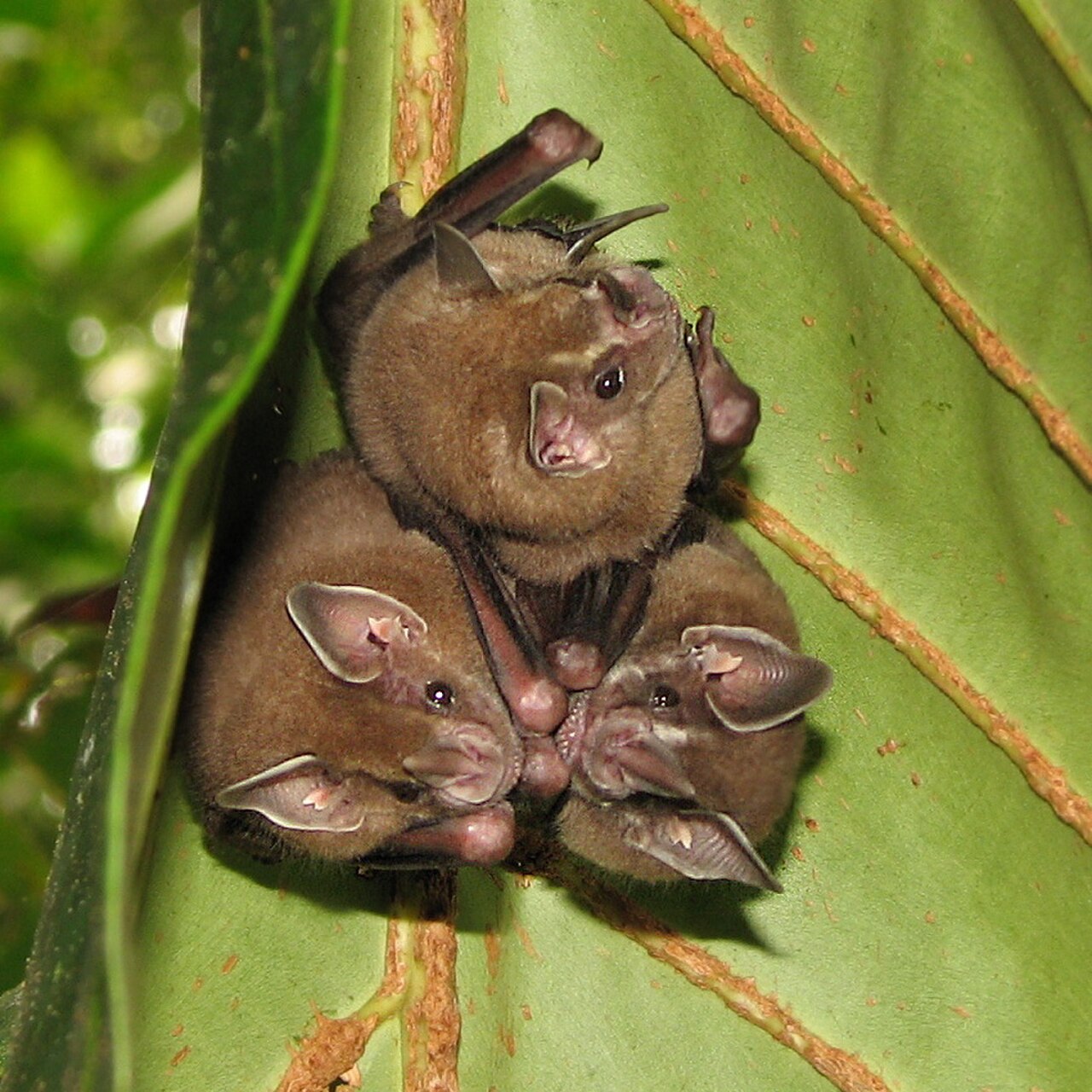 Artibeus sp. Tortuguero National Park crop.jpg