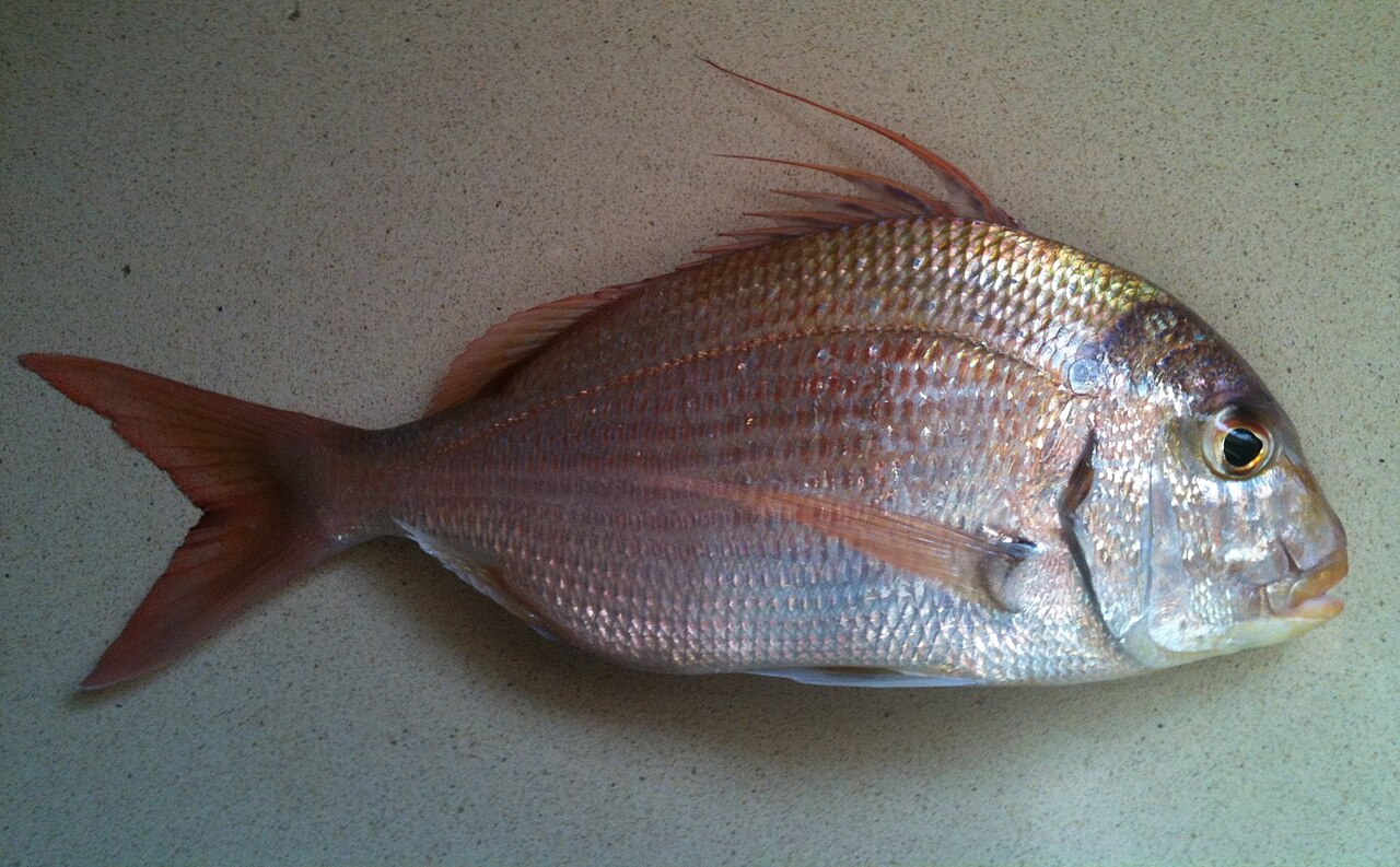 Pargus caeruleosticus.jpg