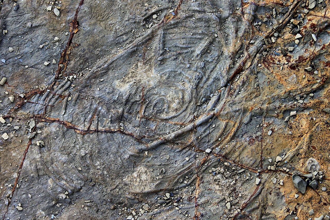 Spirorhaphe Punta San García 01.JPG