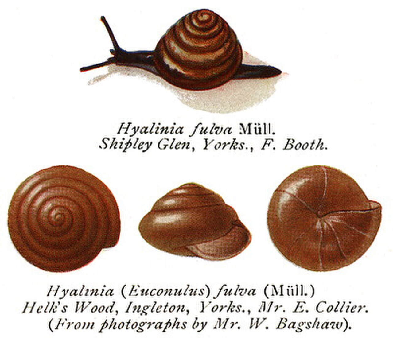 TaylorEoconulusFulvus.jpg