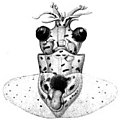 Taningia sp.