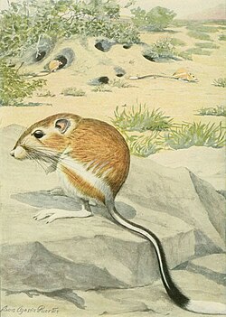In the foreground, slightly off-center, there is a colored drawing of a banner-tailed kangaroo rat on a rock ledge. Its tail drops over the rock, trailing down and across to the right corner. In the background, there is desert foliage and holes to a rat burrow with two much smaller rats seen in the distance.