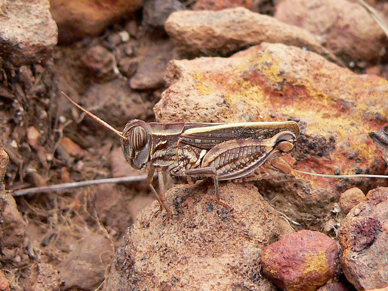 Acorypha glaucopsis male.jpg