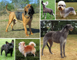 Morphological variation in six dogs