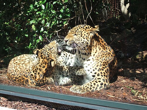 Amur leopards in the Menagerie