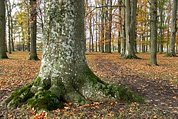 The root crown on a beech tree, in a forest on Nygårds farm, Sweden (1 November, 2008)
