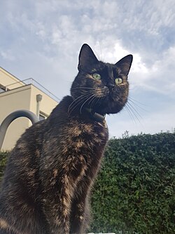 A female tortoiseshell cat with high black fur content
