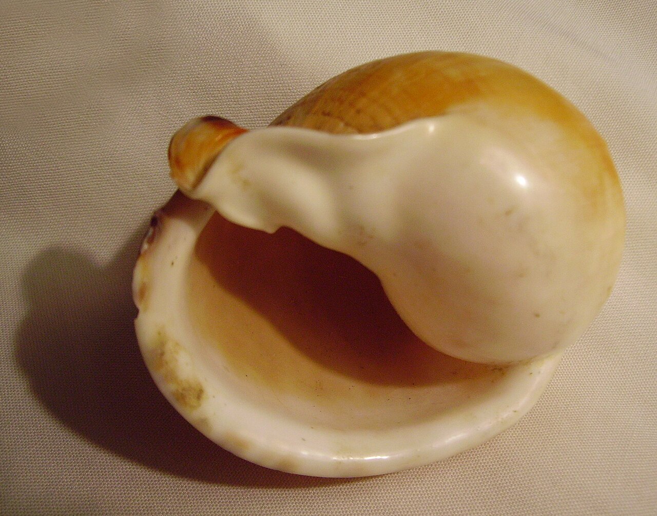 Semicassis pyrum (base).JPG