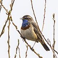 Male L. s. cyanecula, Biebrzaski, Poland