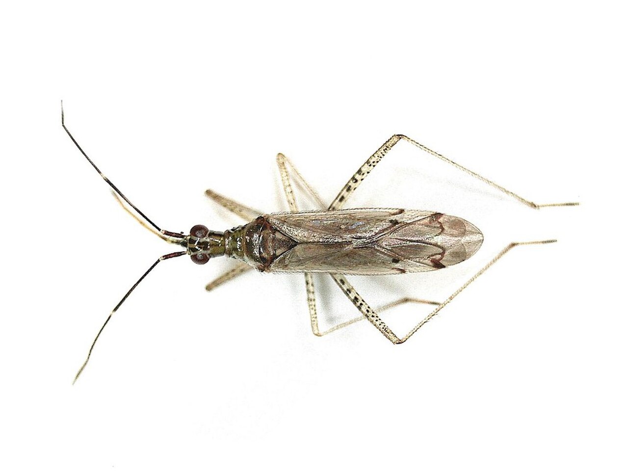 Dicyphus errans (Miridae) - (imago), Elst (Gld), the Netherlands - 4.jpg