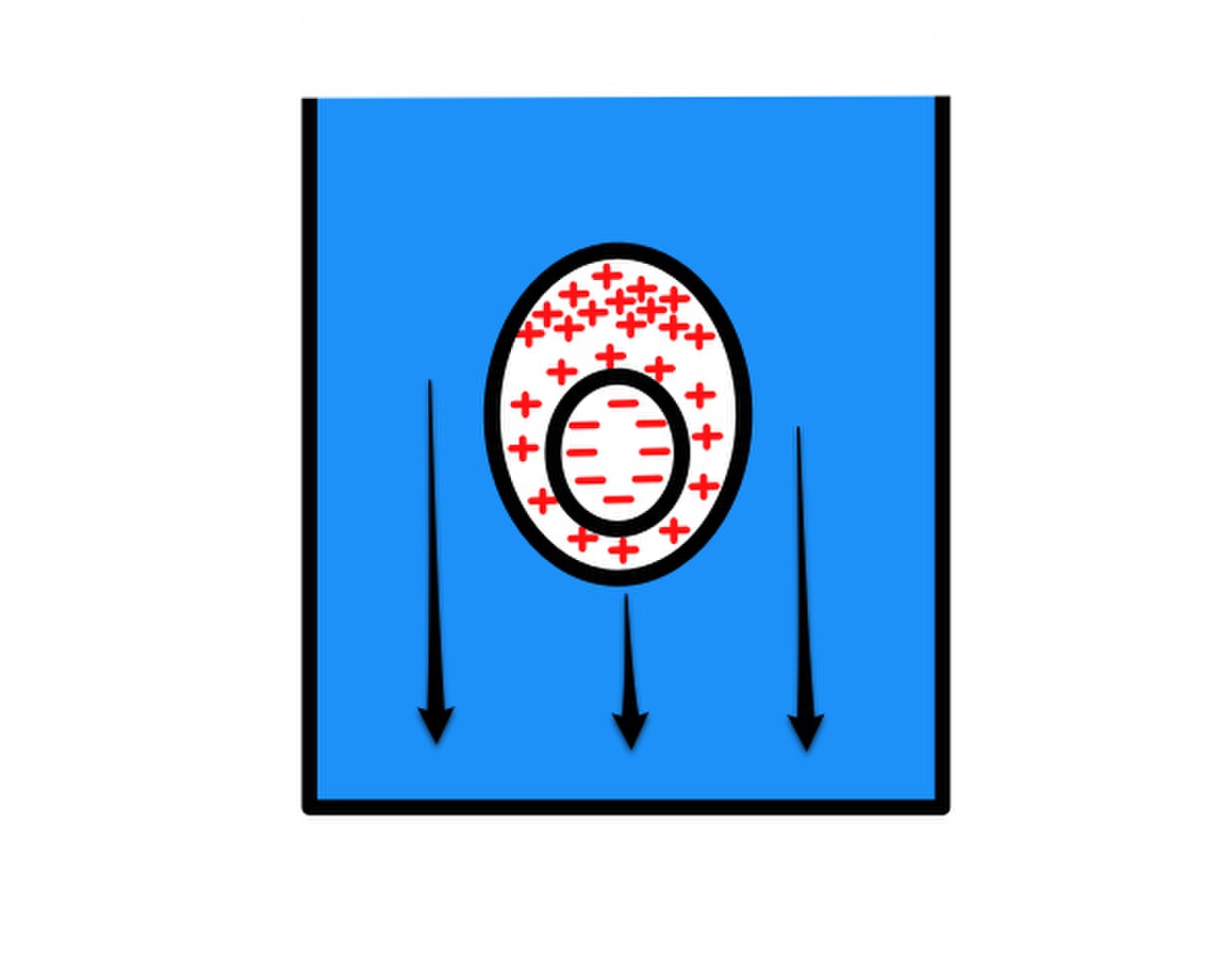 Induced Dipole Caused by Sedementation1.jpg