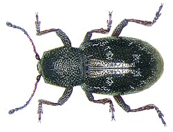 Pachnephorus villosus