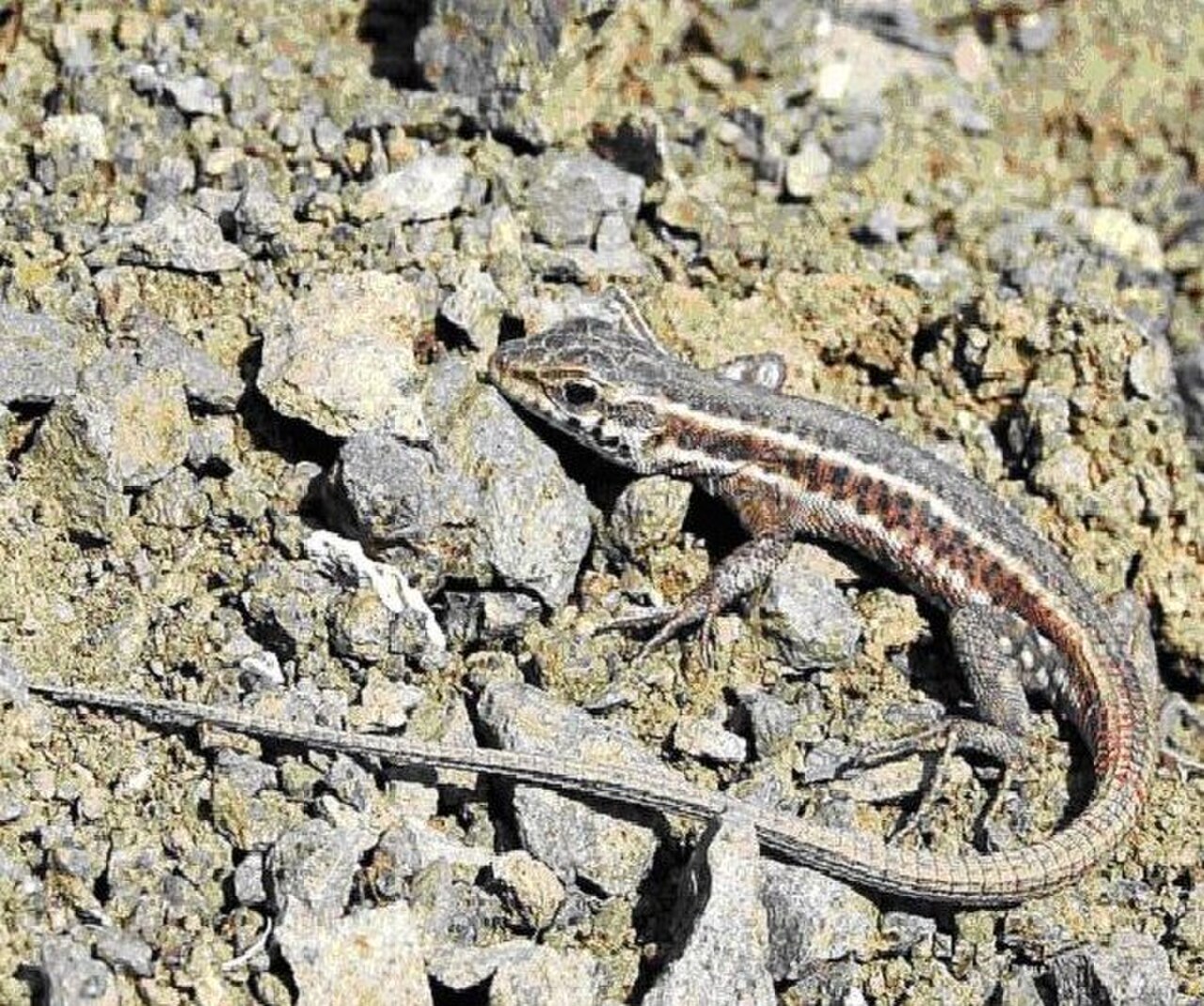 Ophisops elegans in Vardenis, Armenia.jpg