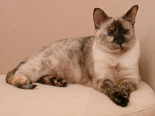 Black colourpoint tortoiseshell ("tortie point")