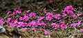 Primula rosea of Primulaceae family