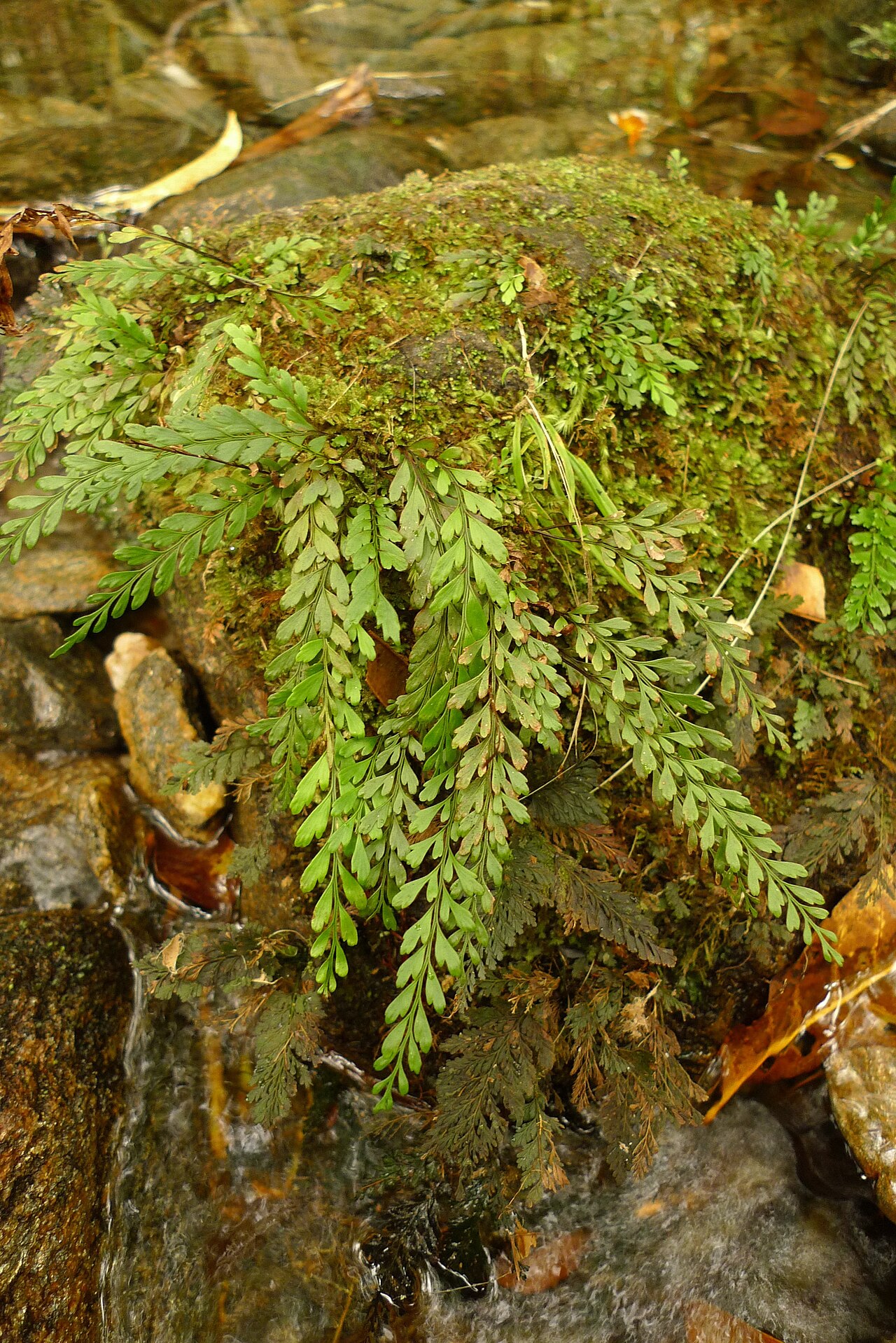 Austrogramme decipiens.jpg