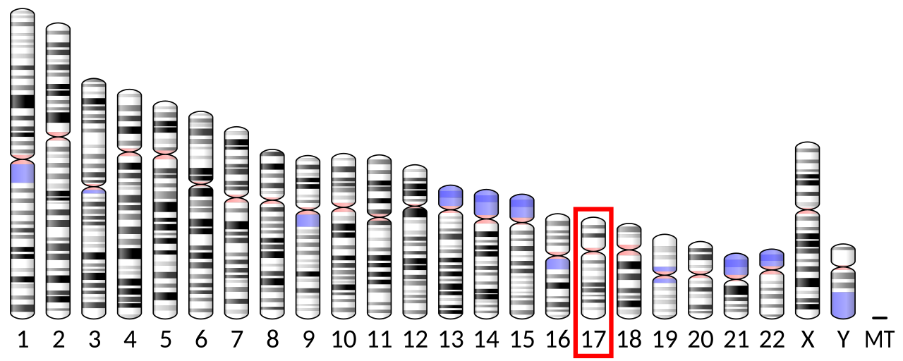 Ideogram human chromosome 17.svg