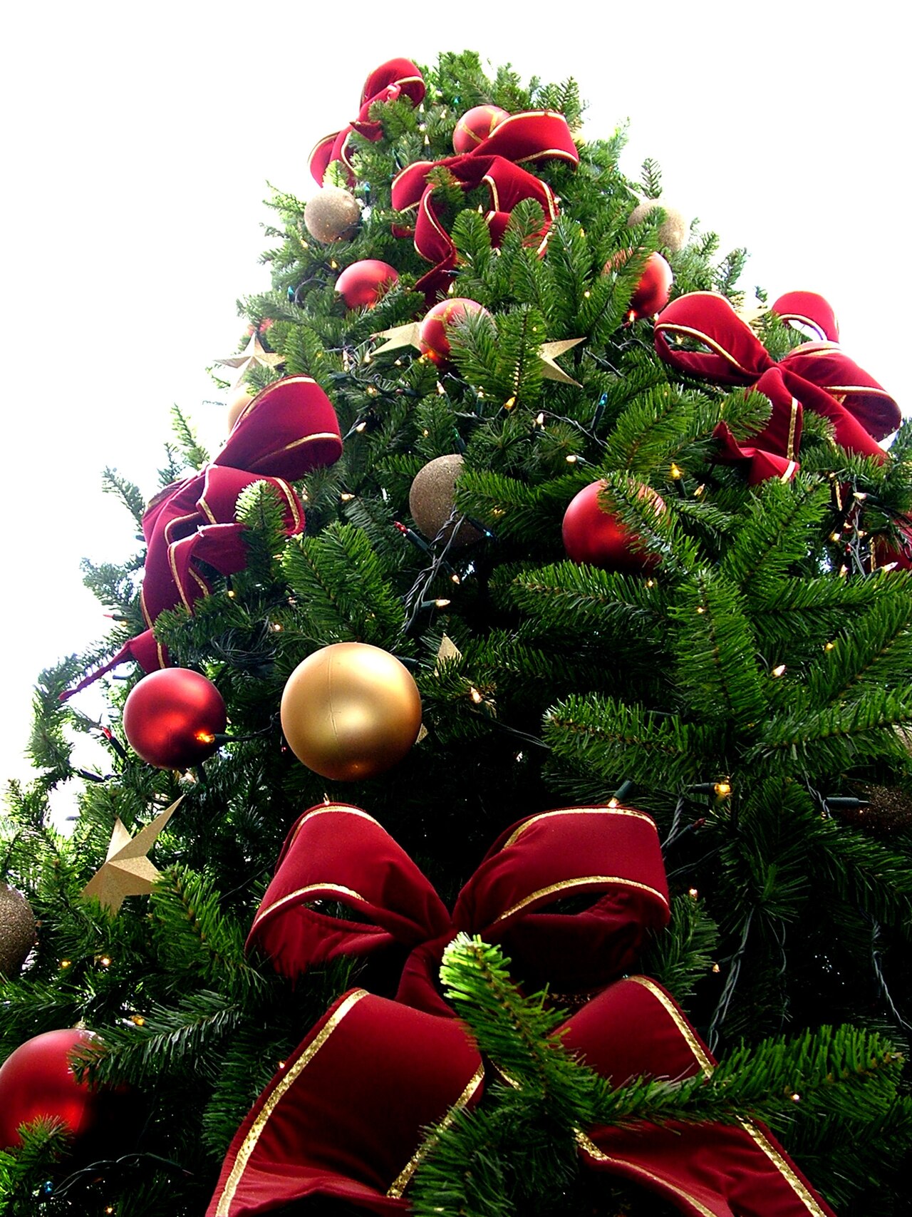 Christmas tree sxc hu.jpg