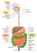 Digestive system
