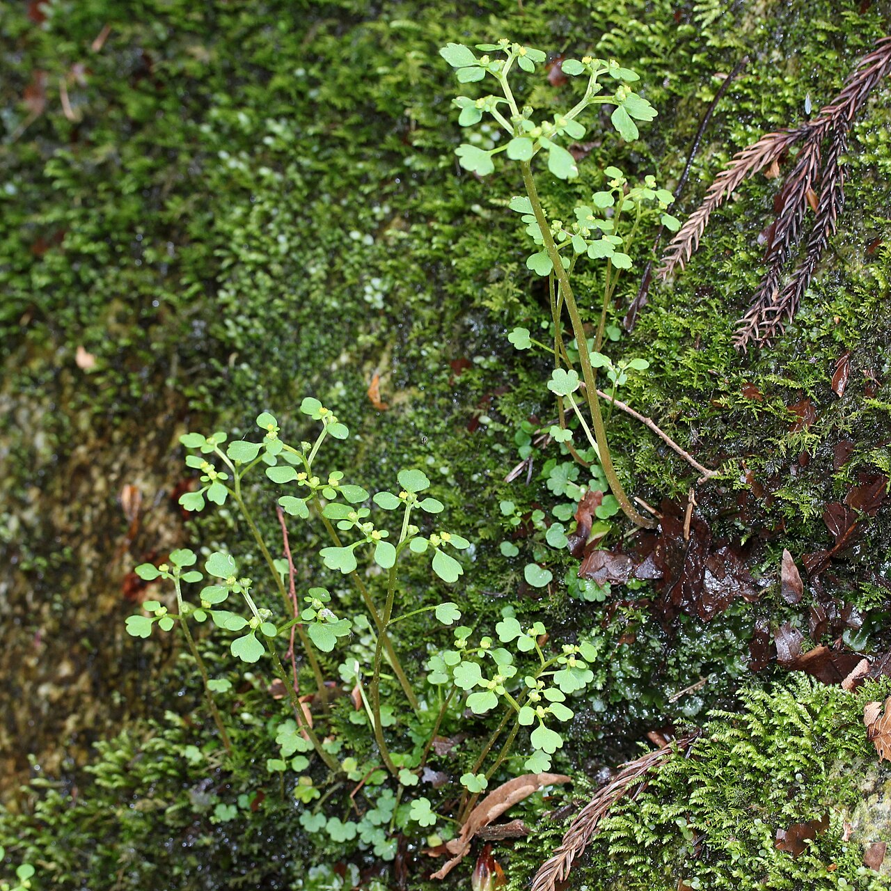 Chrysosplenium flagelliferum.jpg