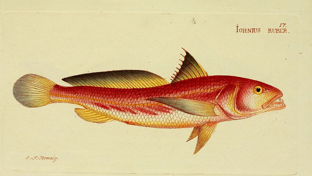 M.E. Blochii ... Systema ichthyologiae iconibus CX illustratum (Plate 17) (6006012054).jpg