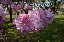 Prunus × sieboldii 'Beni-yutaka' [ja]. One of the cultivars selected for the British Award of Garden Merit.